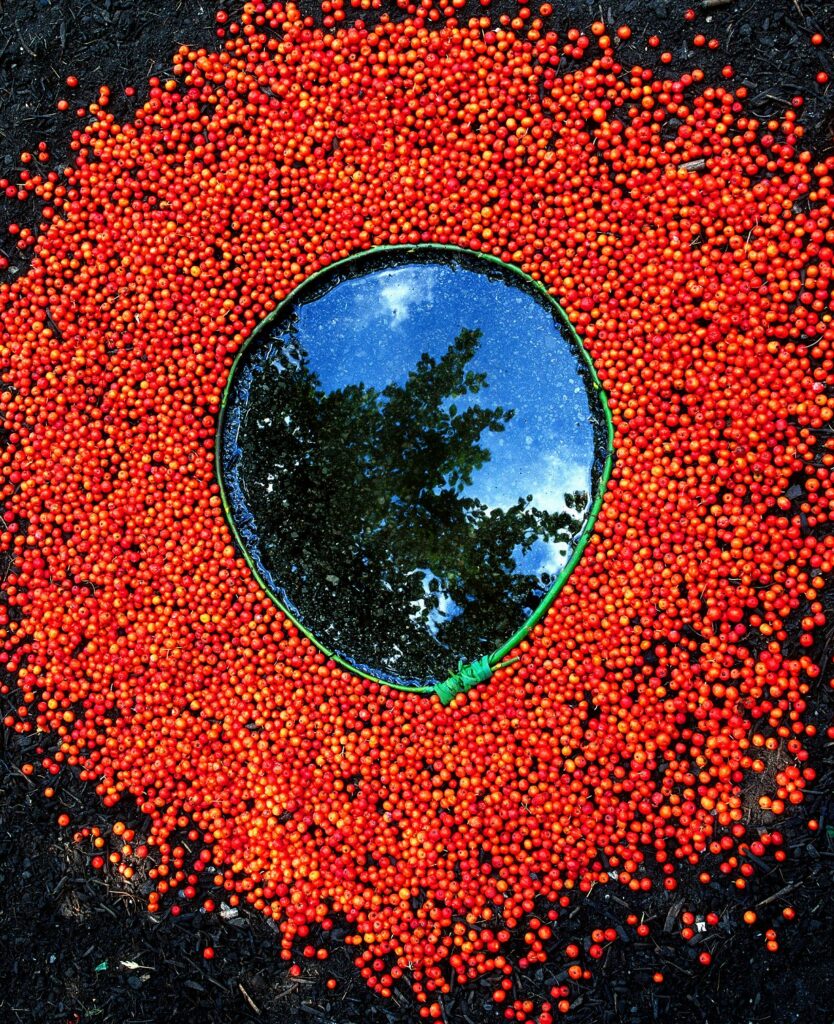 Photograph "Miroir Eau", rowan berries, wicker and braided grass strands, courtesy Galerie Pierre-Alain Challier, Paris